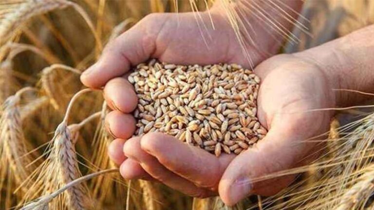 2022 buğday ve arpa alım fiyatı açıklandı